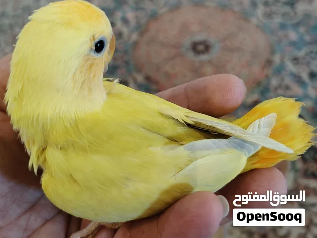 فروخ روز ما شاء الله صحه و نظافه