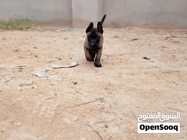 جراء مالينوا درجه 1بيور