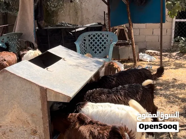 جديان للبيع