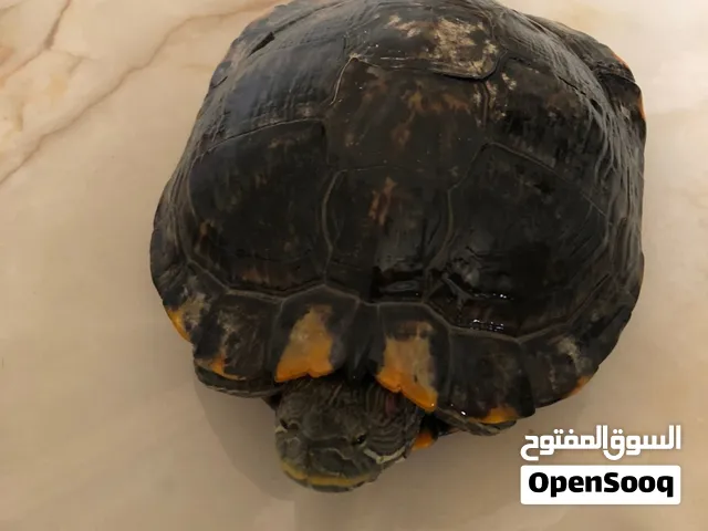 للبيع سلحفاه مائيه الحجم الكبير ب 20ريال
