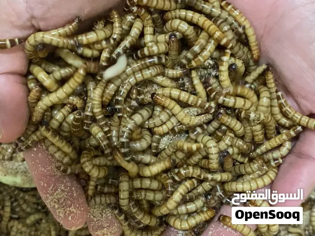 Alive mealworm