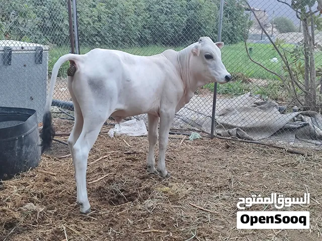 عجل عماني للبيع