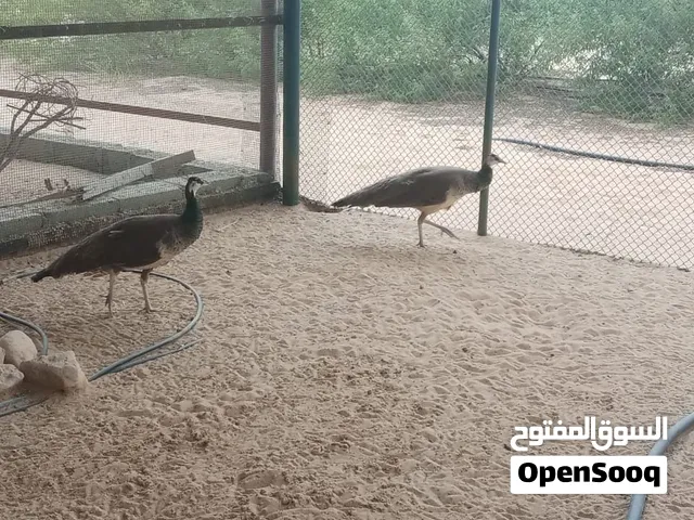 للبيع زوج طاووس هندي منتج