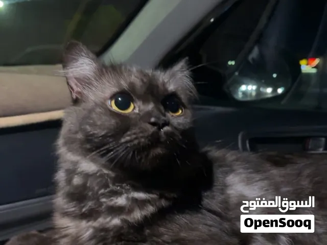 للبيع قطه سكوتش فولد أمورها طيبه