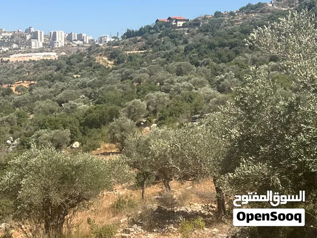 متبقي نمرتين المنطقه للواقعه اول كوبر بالقرب من اسكان جامعة بيرزيت حوض 16