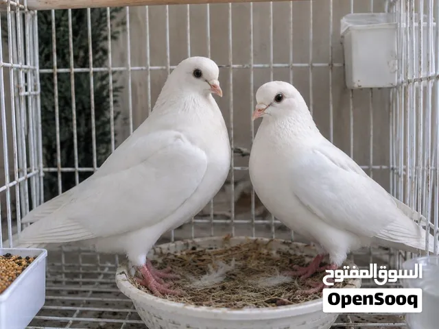 عرض خاص حمام فرنسي جامبو بيور بسعر حرق