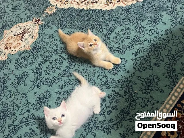 قطط شيرازي بيور ممتازين وحالتهم الصحيه ممتازه جدا  متعودين على اللتر بوكس والاكل  لعوبين وحلوين 700
