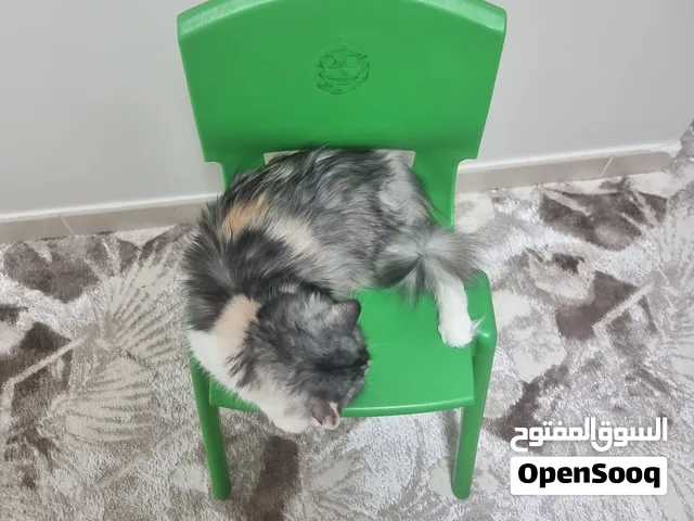 للبيع قطة شيرازيه cat for sale