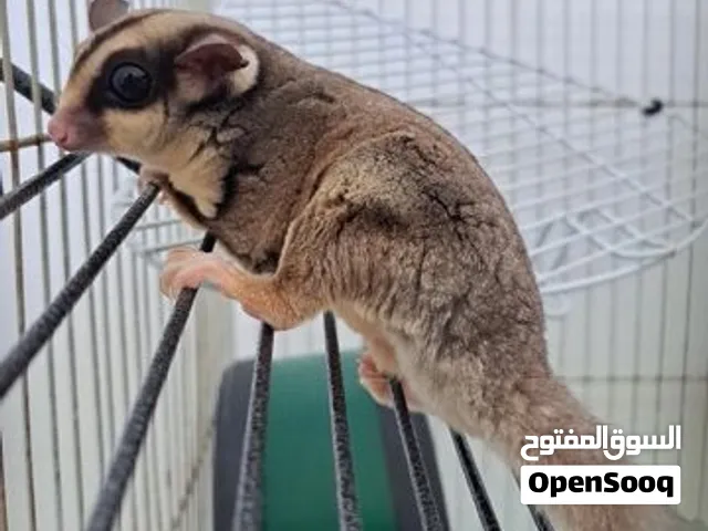 شوقر قلايدر ذكر وانثى