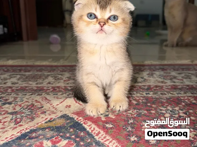Scottish fold kitten male and female