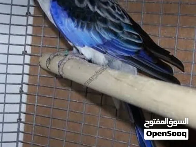مطلوب دكر روزيلا حجم جانبو
