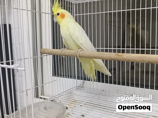 بغبغاء الكوكتيل سعر 110 دراهم بيجيب معاه اكل وما في توصيل