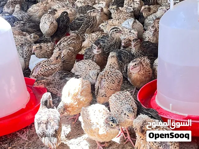 للبيع سمان جاهز للذبح او التربيه