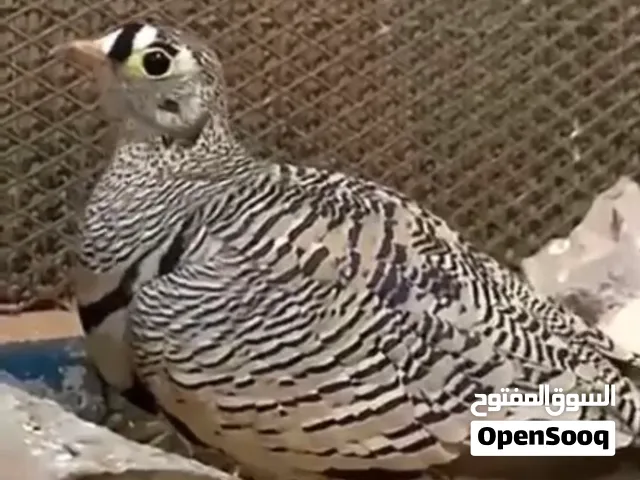 قطا عشوي عشوي عشوي