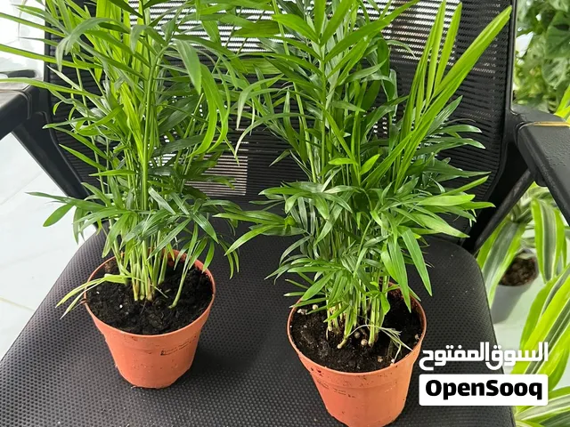 Areca Palm - Indoor Plant For Sale