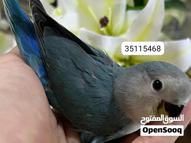 hand feeding Baby lovebird فرخ لفبيرد غر