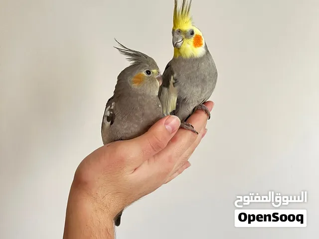 جوز ببغاء كوكتيل البيع مع القفص مع كل شيء ويأتي معه حضانة بيض الشرا ما بنقصر معه