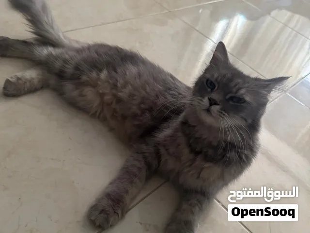 قط شيرازي ب400