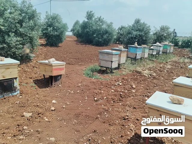 سبع خلايا نحل عشر براويز مضغوط بكفاست