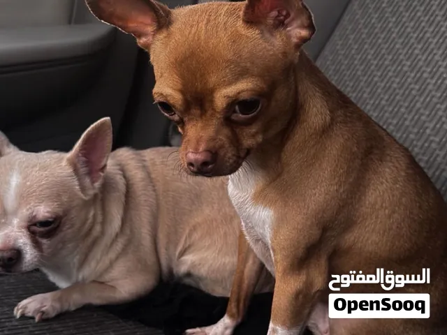 للبيع جيواوا نثيه وذكر