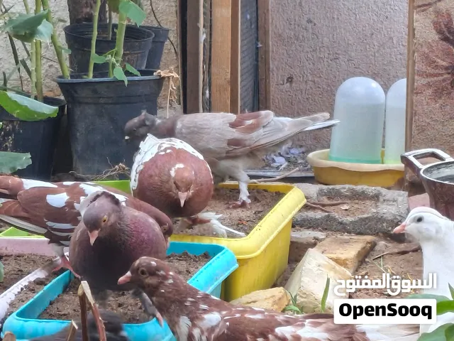 حمام العدد 7 مع فرخ بياضات السعر 25 الف قفلهن