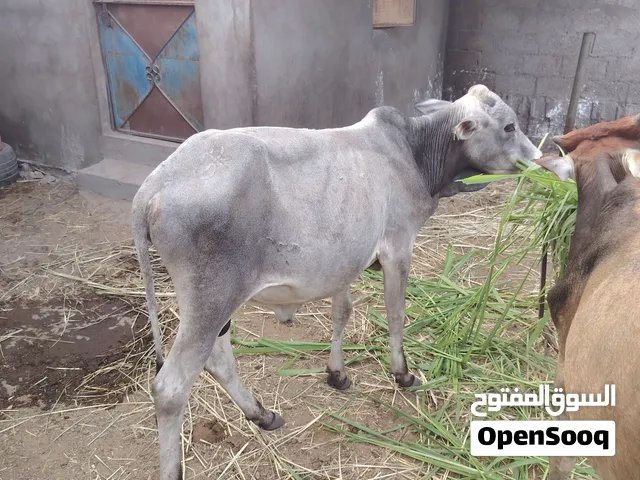 ثيران إثيوبية للبيع