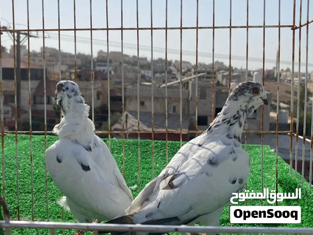 ثلث جواز حمام للبيع
