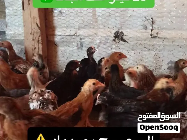 صوص بلدي اصلي للبيع + 25 كيلو علف مجانًا