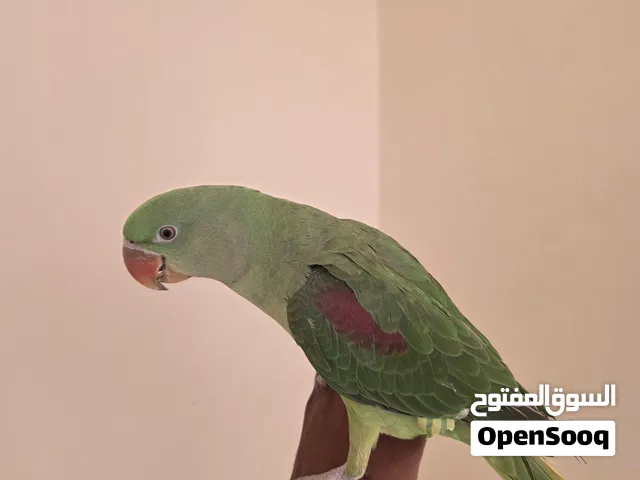 طير نيبالي