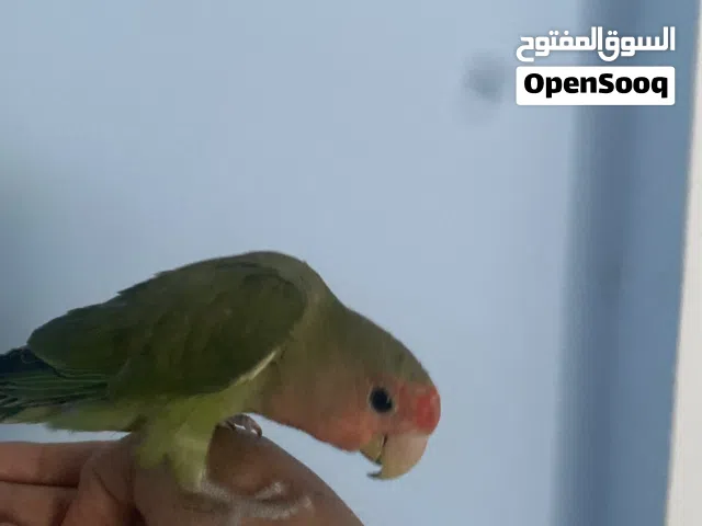 طير روز أليف مناسب للأطفال وطير لا يعض  وطير انثى