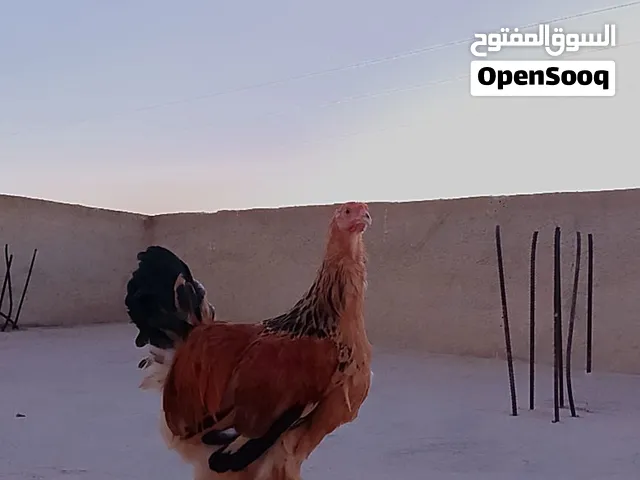 جوز براهمه للبيع بالصلاه على النبي التواصل واتس اب الخط مفصول او للبدل على جوز حمام