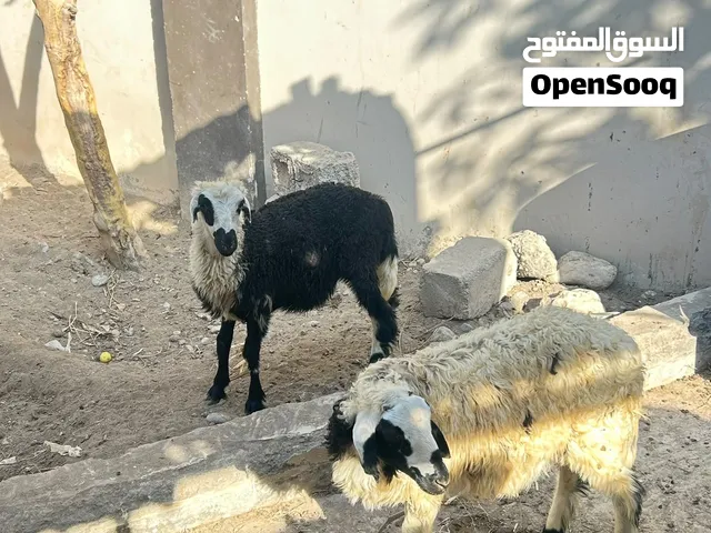 للبيع كبش عماني تهجين نجدي