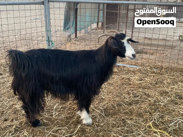للبيع شاه من حلال بني سعيد