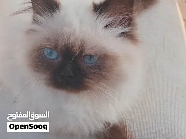siamese kittens for sale in sharjah