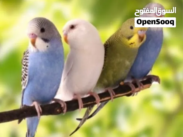 مطلوب افراخ بادجي شوف الوصف
