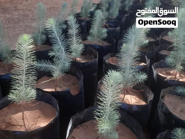 صنوبر حجري إيطالي بعمر سنه