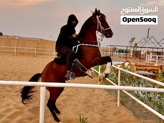 خيل عربي  خصي بدون جواز  العمر 8 سنوات