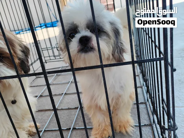 Shih Tzu Pair for Sale – 200 OMR   Negotiable