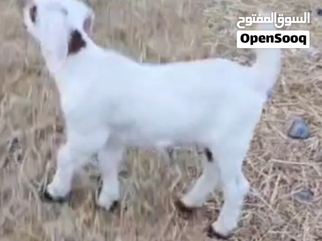 حلال للبيع اقرأ الوصف