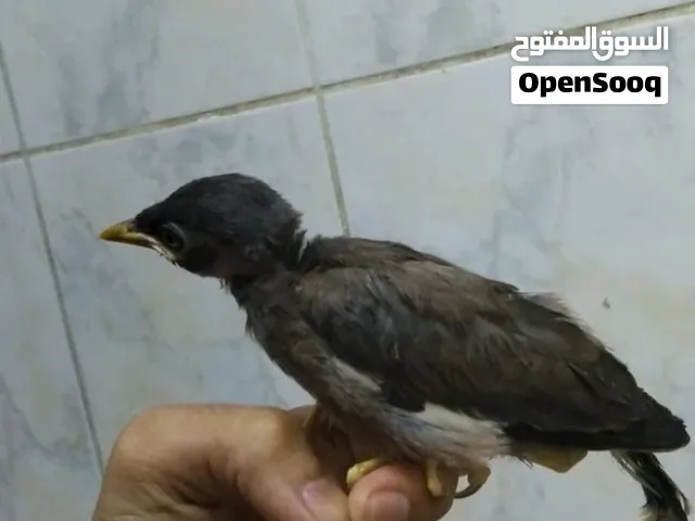 للبيع فرخ مينا صغير