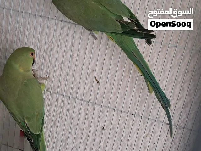 Beautiful long tail ringneck pair (untamed) in sharjah 420 aed only!!!