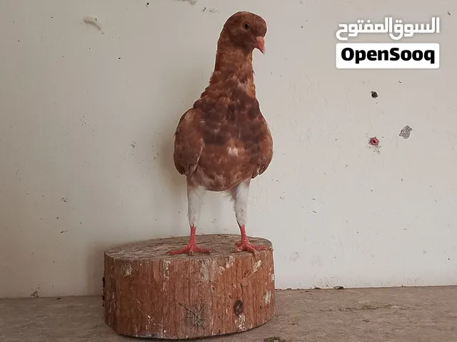 طواير 2 مراسليه حمر وطيره كنق