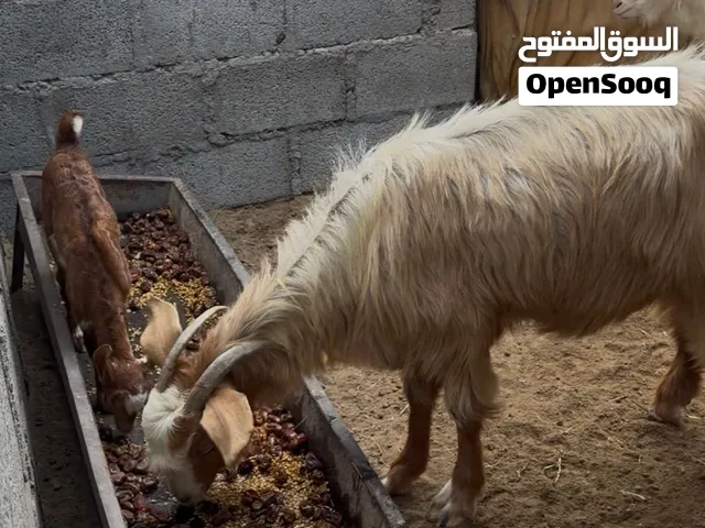 للبيع غنم رحبيات ع سعيدي مع فحل