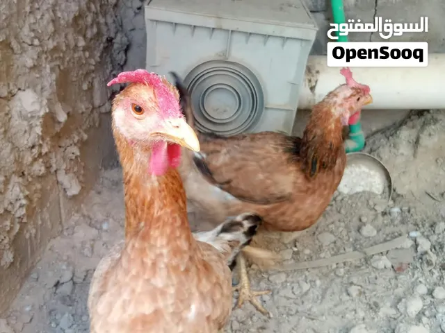 دجاجات للبيع