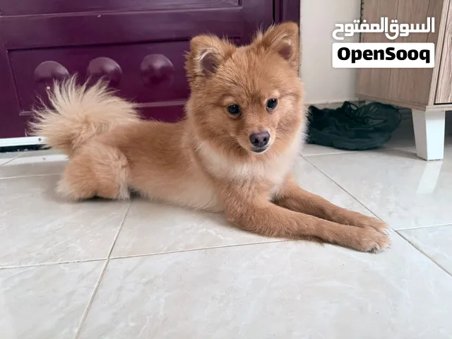کلب بامرانین للبیع