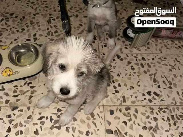 جروين البيع – ذكر وأنثى