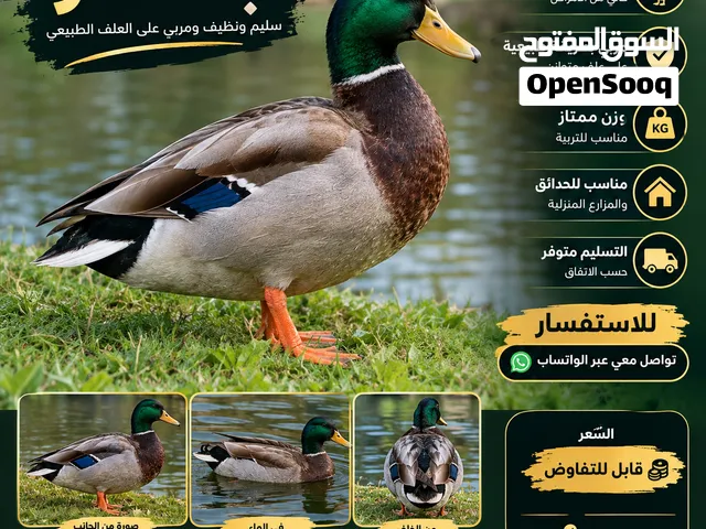 بط جميل.     ،،،،