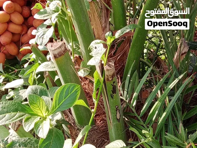 للبيع فسايل صرم.  خنيزي  خلاص  نغل عماني  نغال لوفيه هلالي مكران برني خصاب فرض   وفسايل لحبه الوشبه