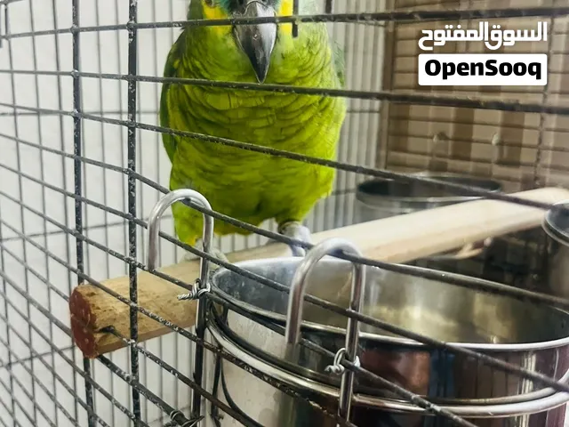 ببغاء بلوفرونتد