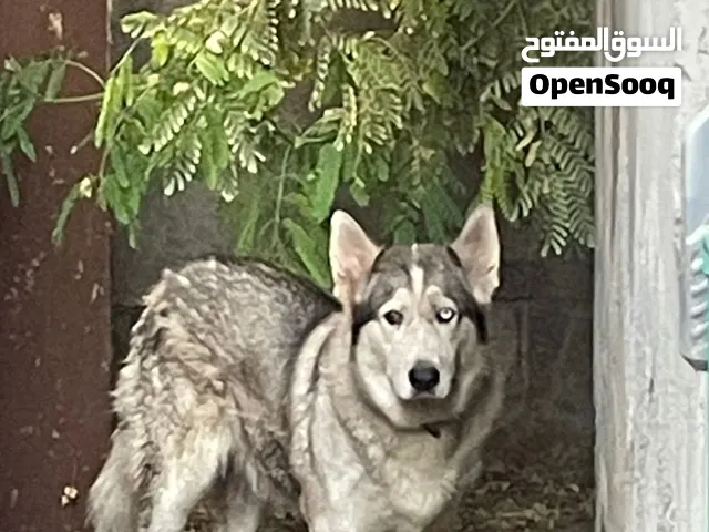كلب هاسكي انثى بكر